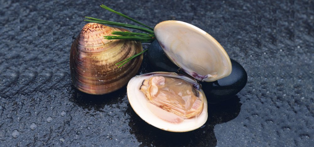 海鲜食品蛤蜊背景