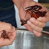 正宗湖北潜江油焖大虾做法指南的做法图解2