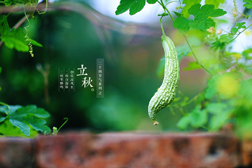 立秋 莫忘“贴秋膘”怎么做？