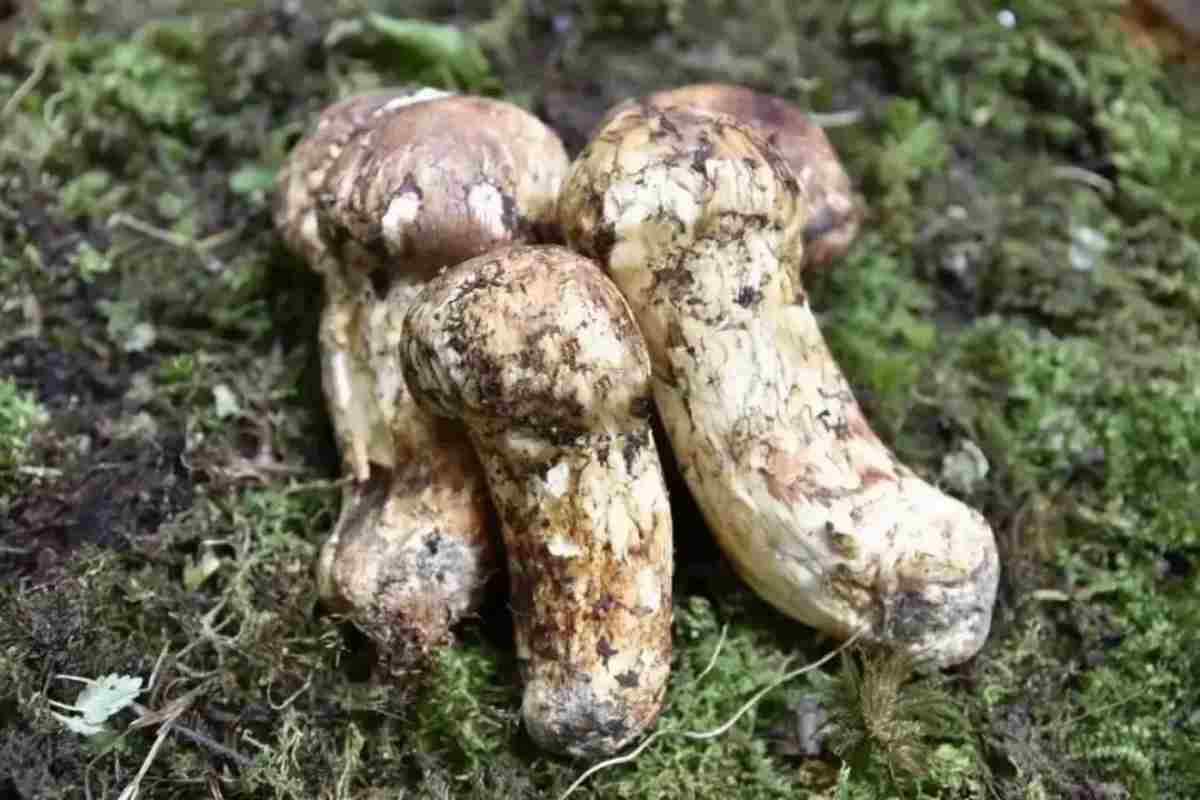 野生新鲜松茸怎么储存怎么做？
