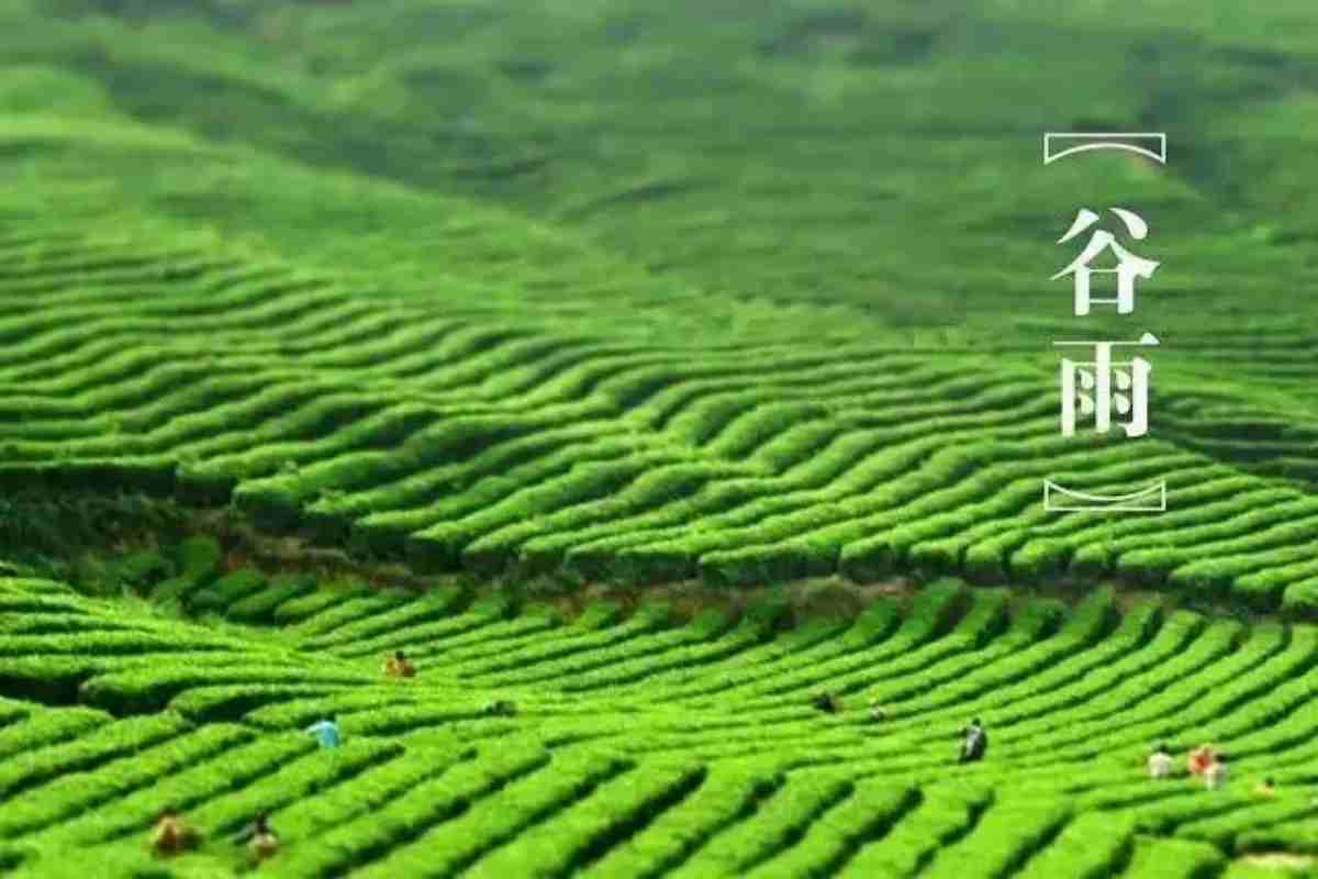 谷雨茶