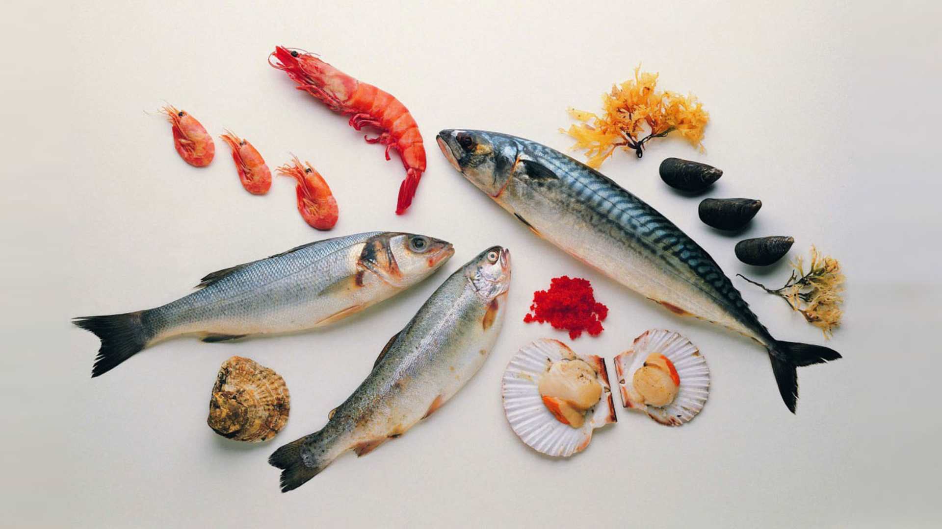 鱼 虾 扇贝 青口 海虹 海石花食材背景