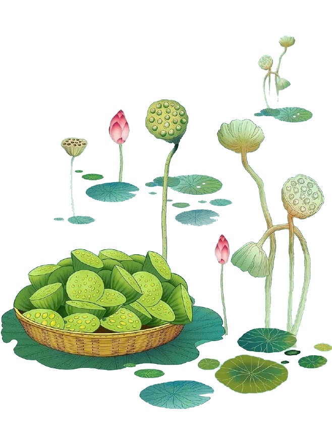 莲子 莲蓬 荷花 荷叶免扣素材
