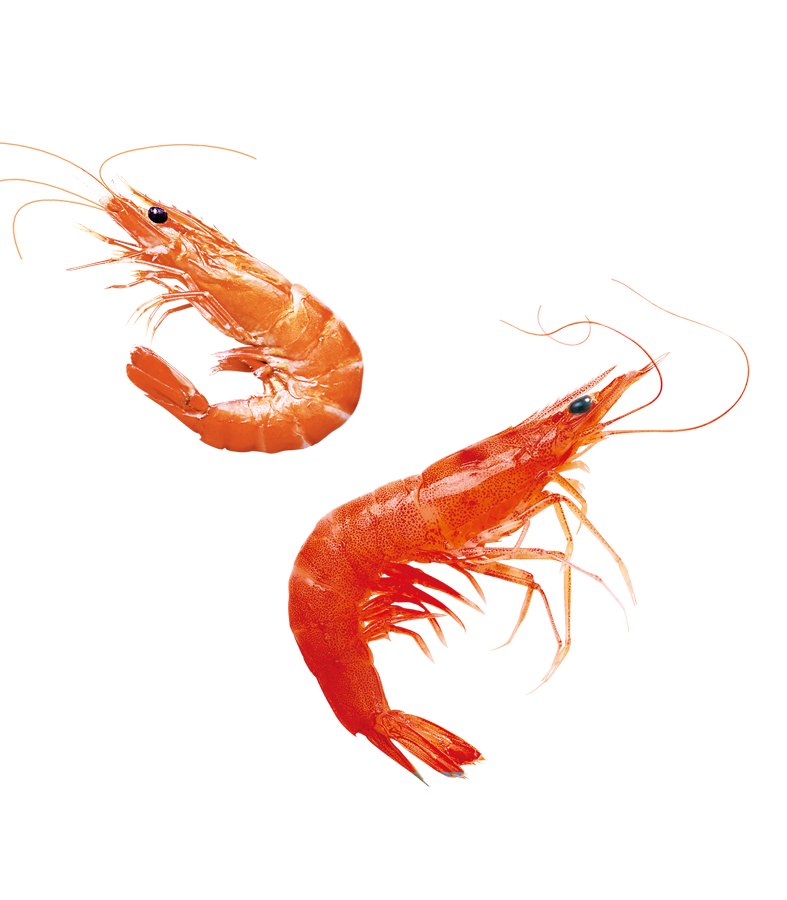 红色美食印章中国风