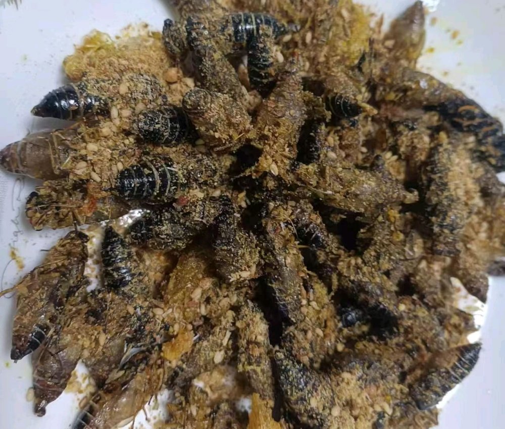 油炸知了猴怎么做？