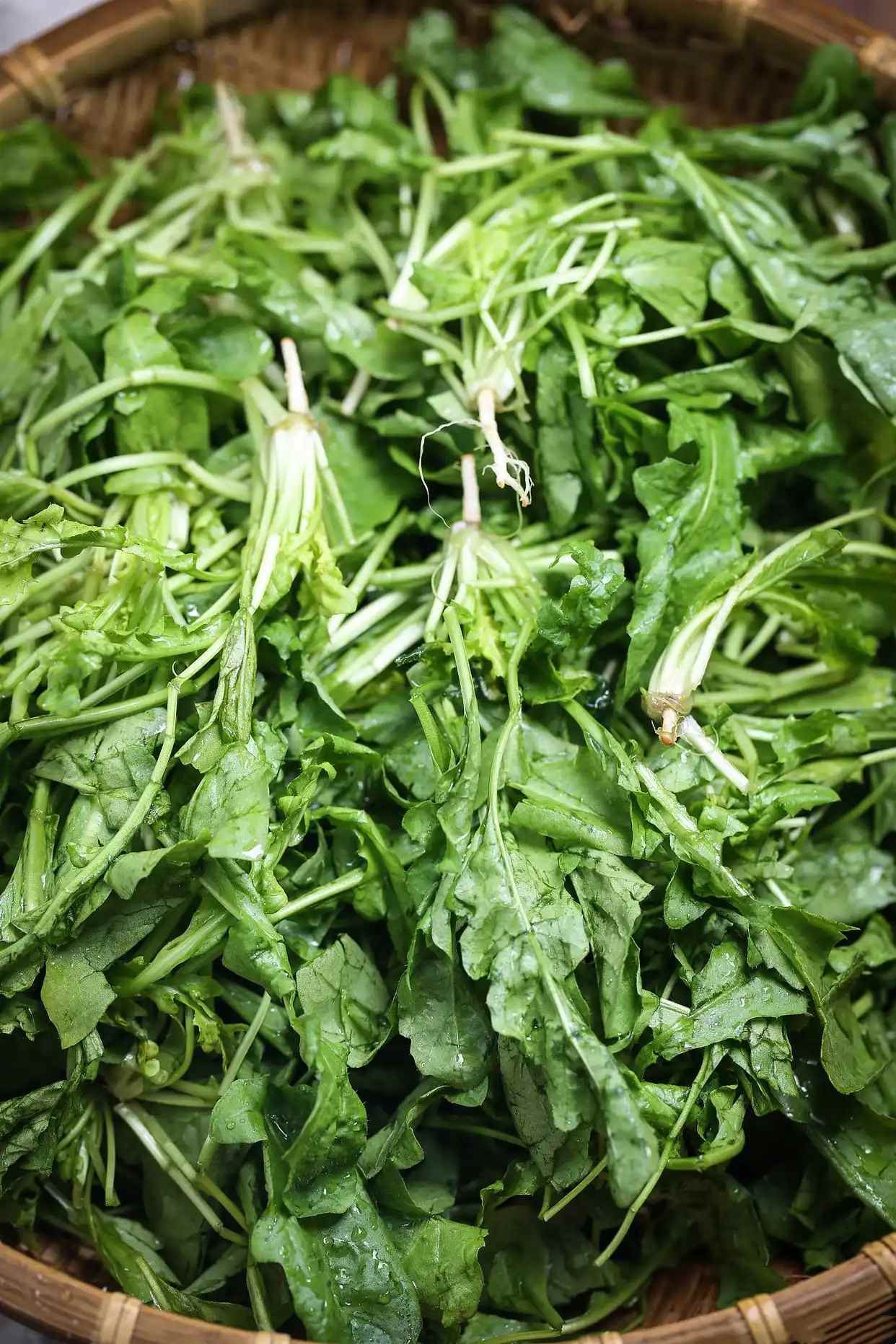 哪种野菜在古代被称为“护生草”