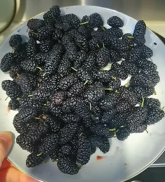桑椹果酱怎么做？