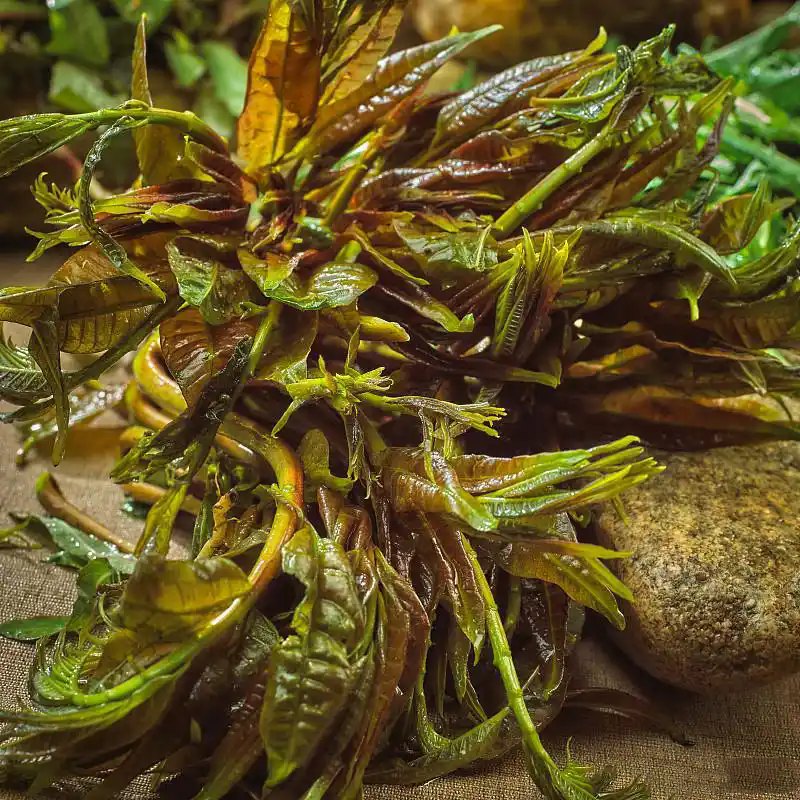 在石花菜与海带中，究竟哪一种能作为提取琼脂的原料呢？