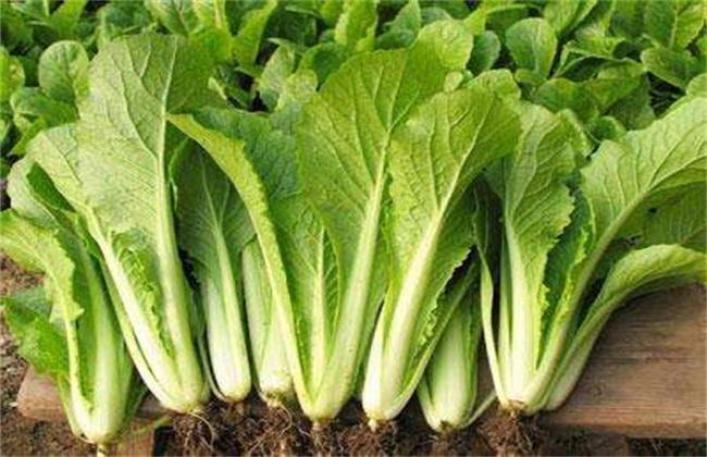 冬天必吃的《红烧羊肉》简单版