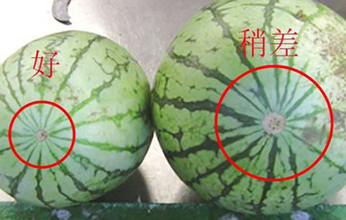 西瓜怎么挑