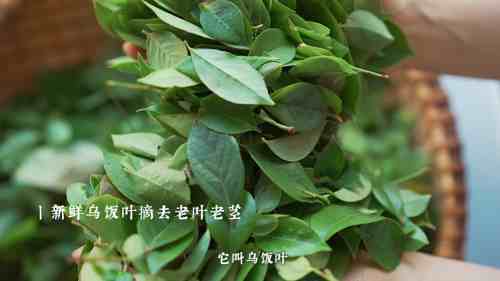 乌米饭 