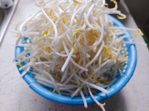 减肥轻身就吃它~醋溜绿豆芽