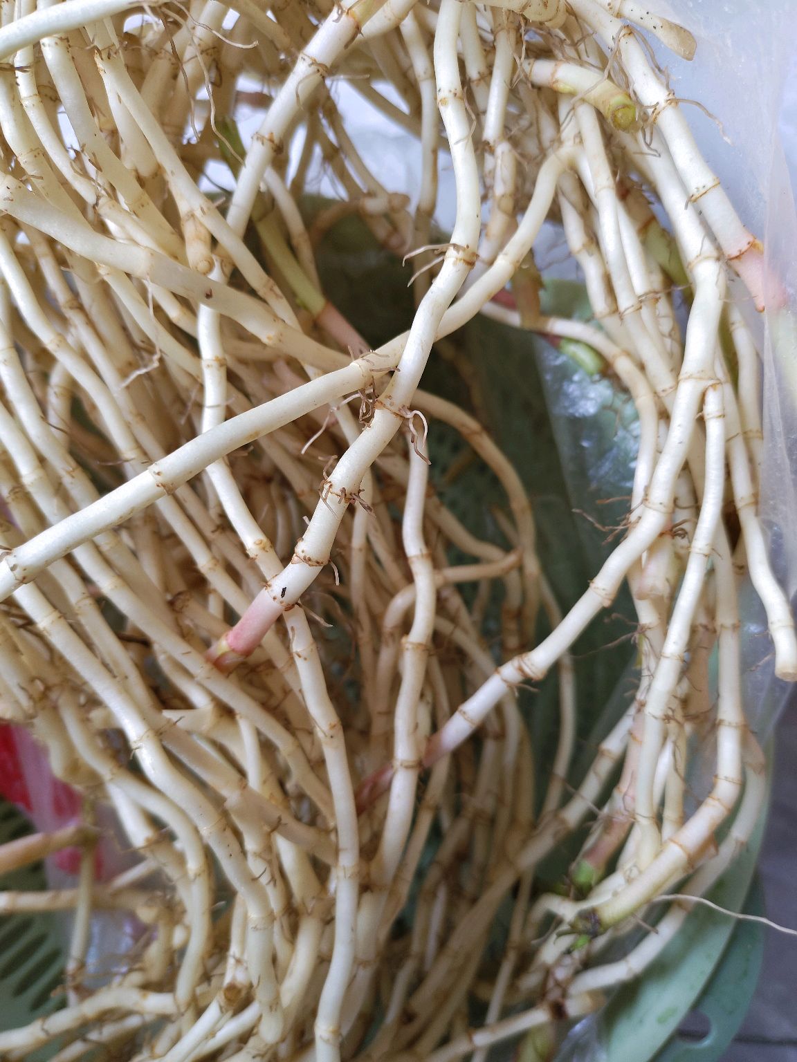 鱼腥草拌蒜薹