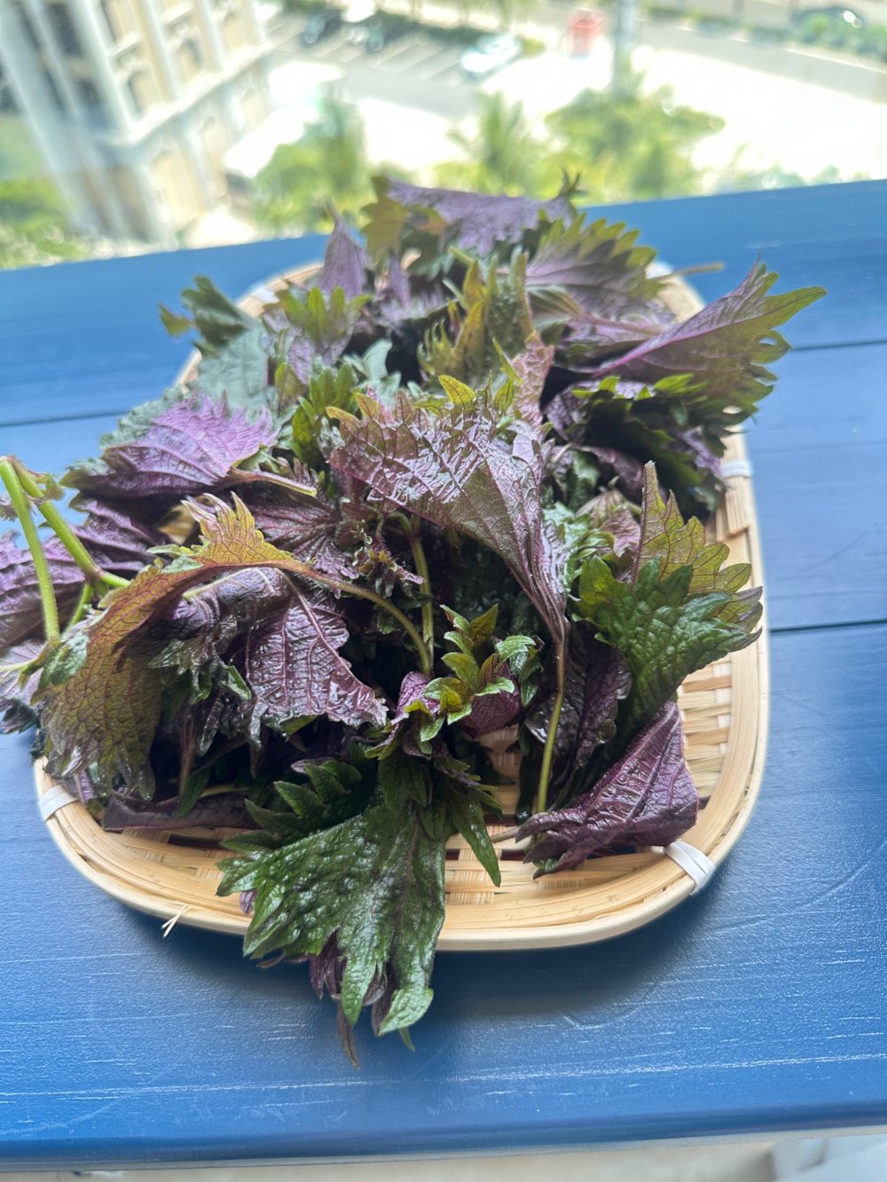 紫苏盐渍梅——夏日清凉饮必备
