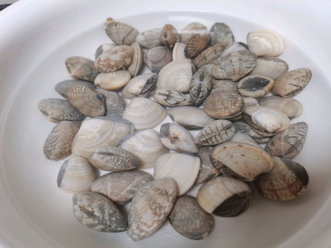 丝瓜牛肉蒸白贝花甲