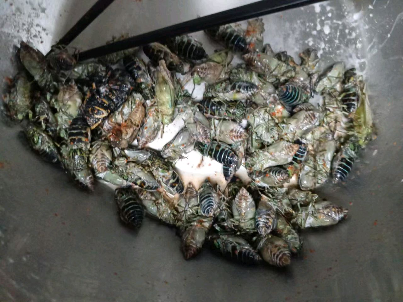 油炸知了猴