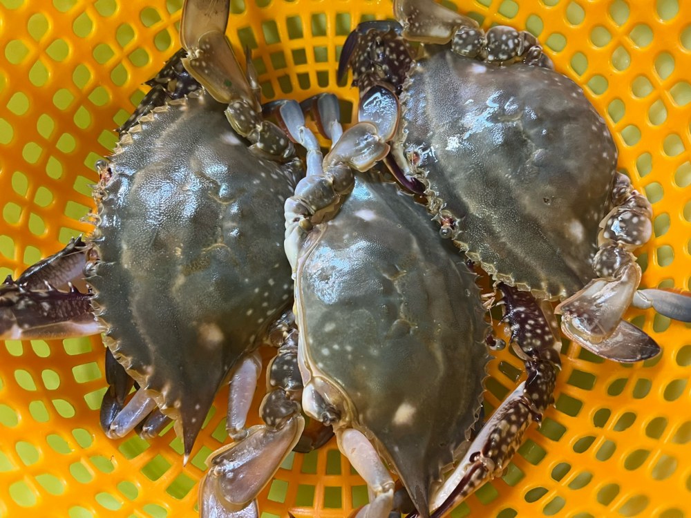 葱姜梭子蟹