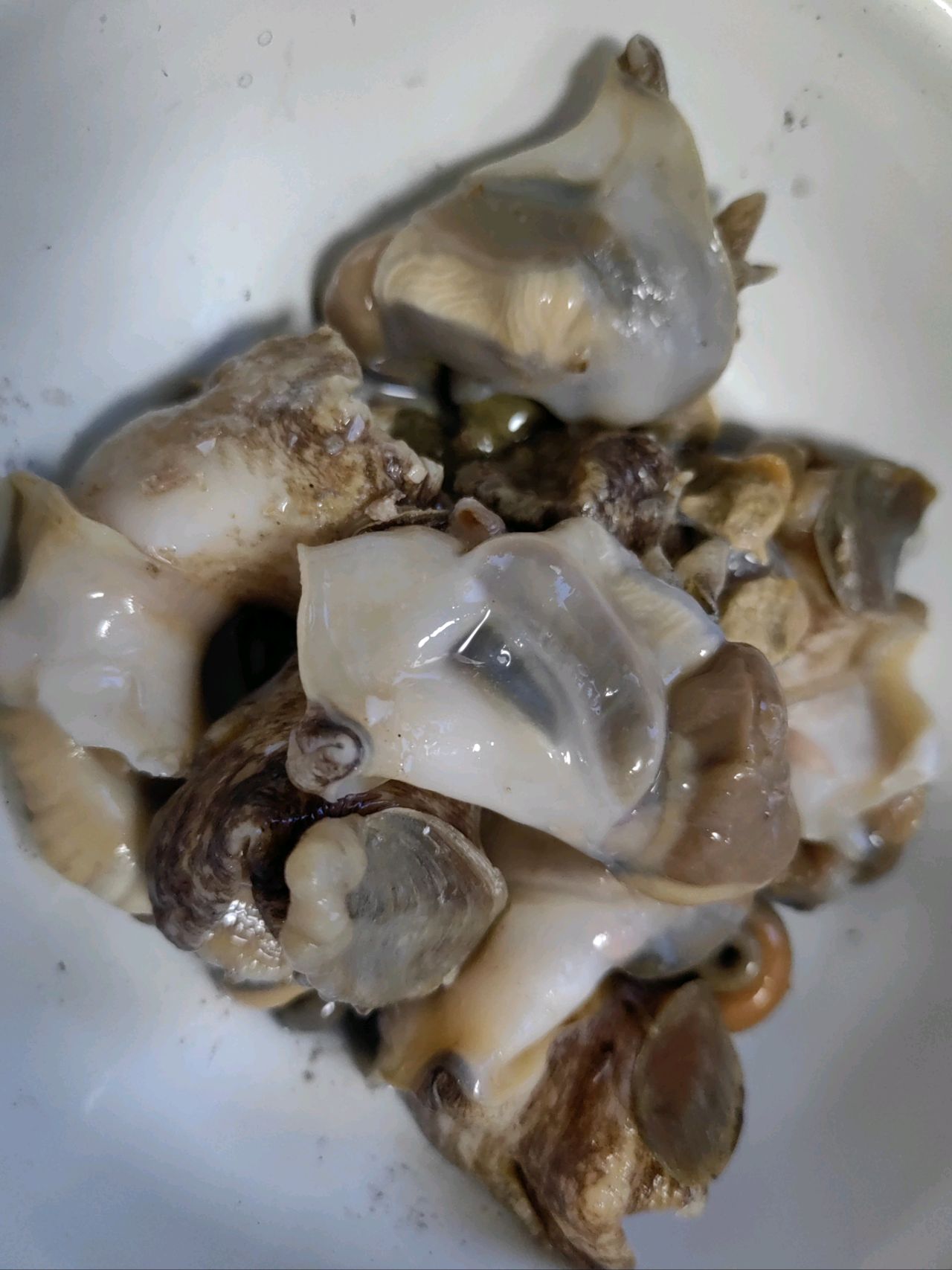 葱油螺片 葱油螺片