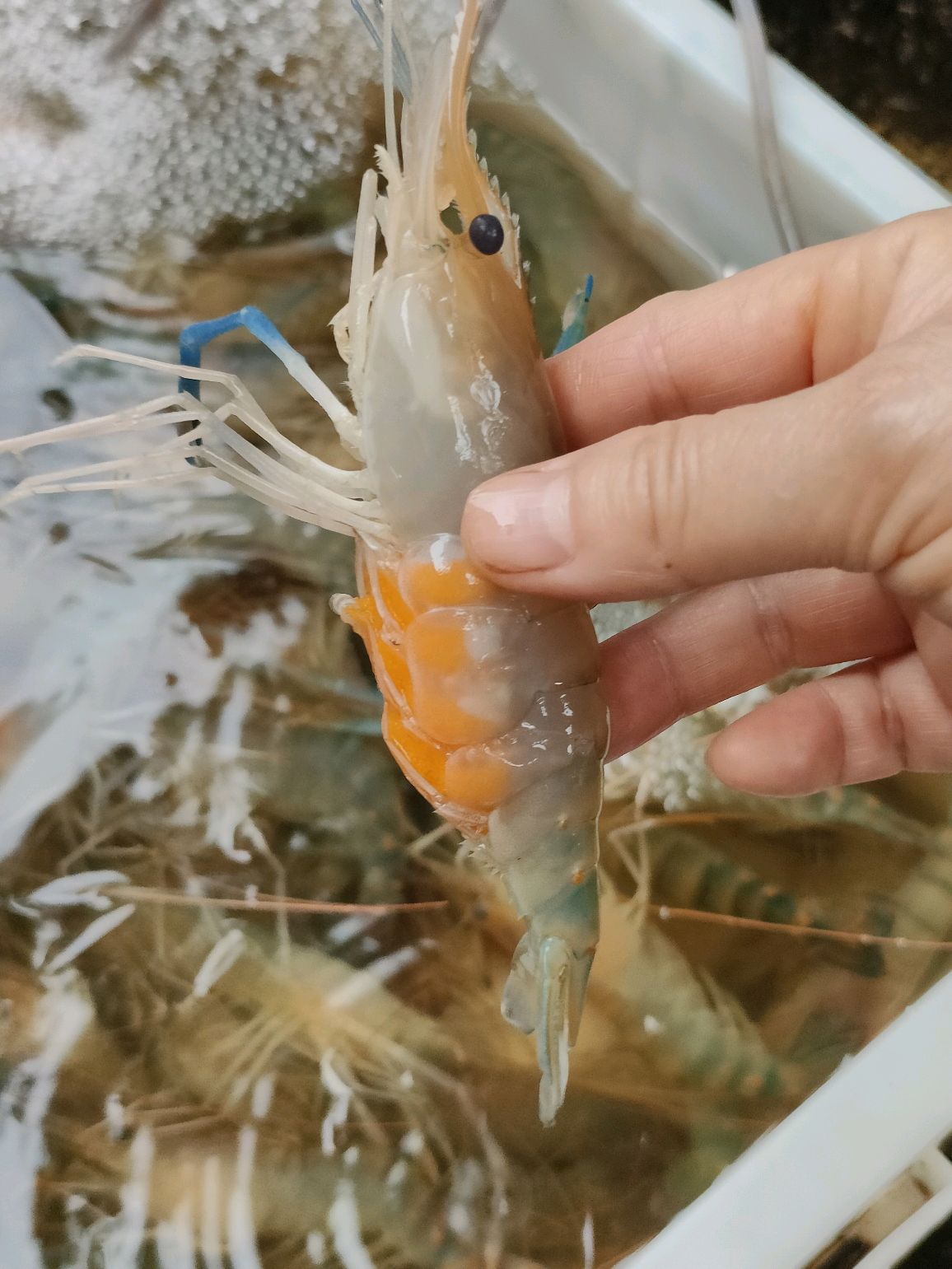 奶香芥末罗氏虾