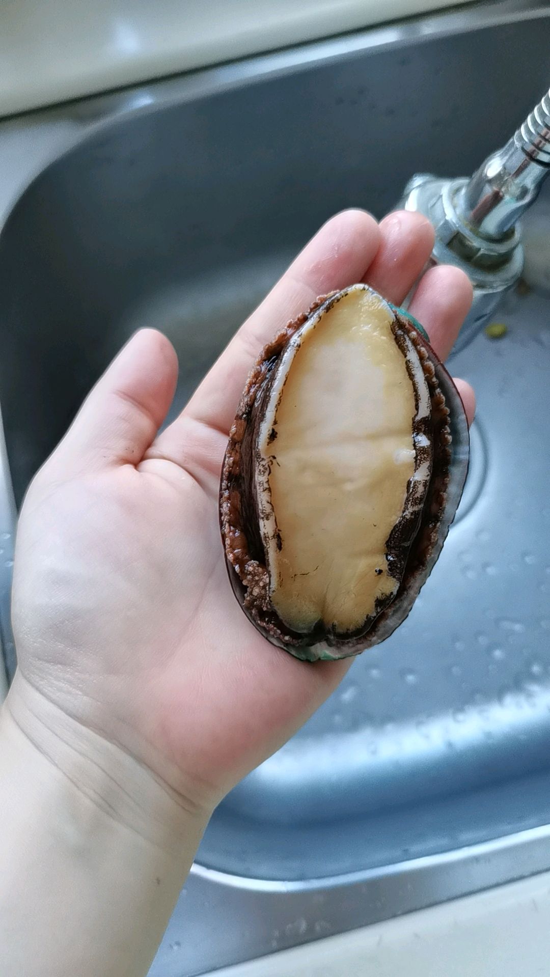 蒜蓉蒸鲍鱼