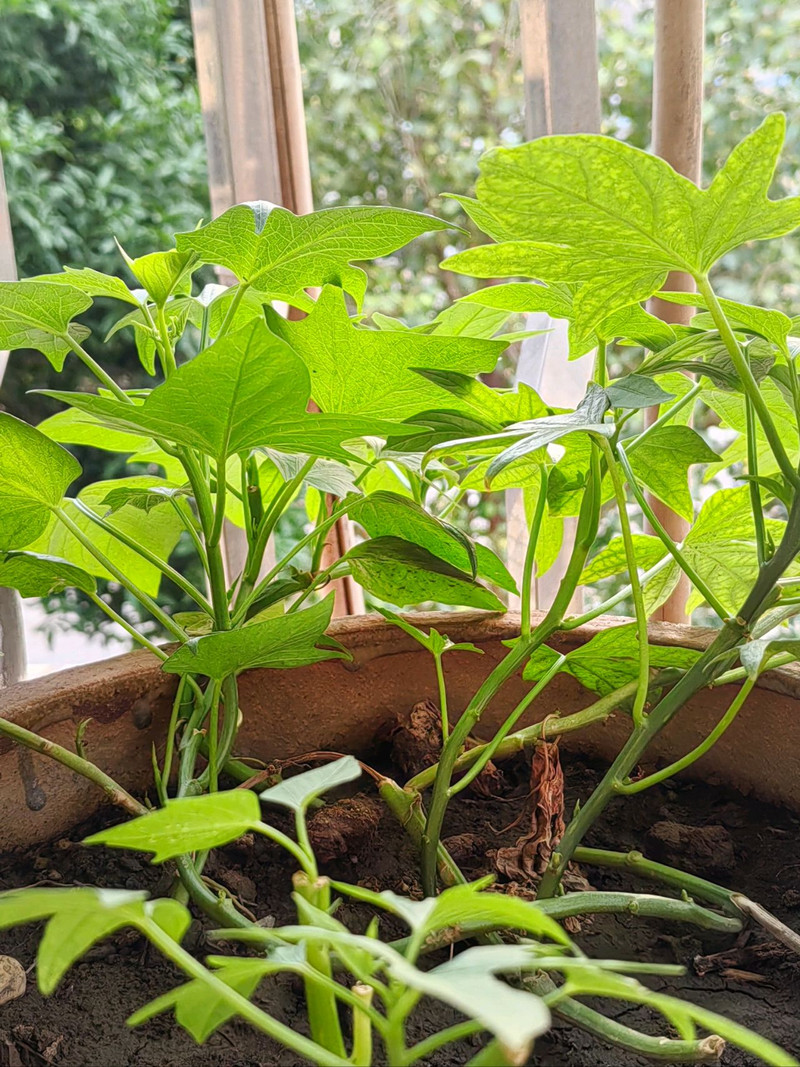 一学就会妈妈牌腌菜-红薯梗腌菜