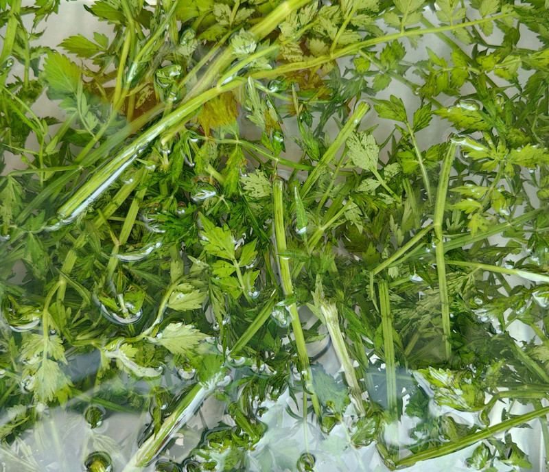 野芹菜炒野生鳝鱼片