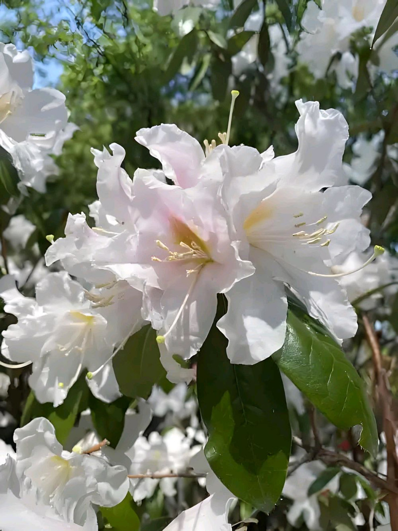 春日限定——白花豆米汤