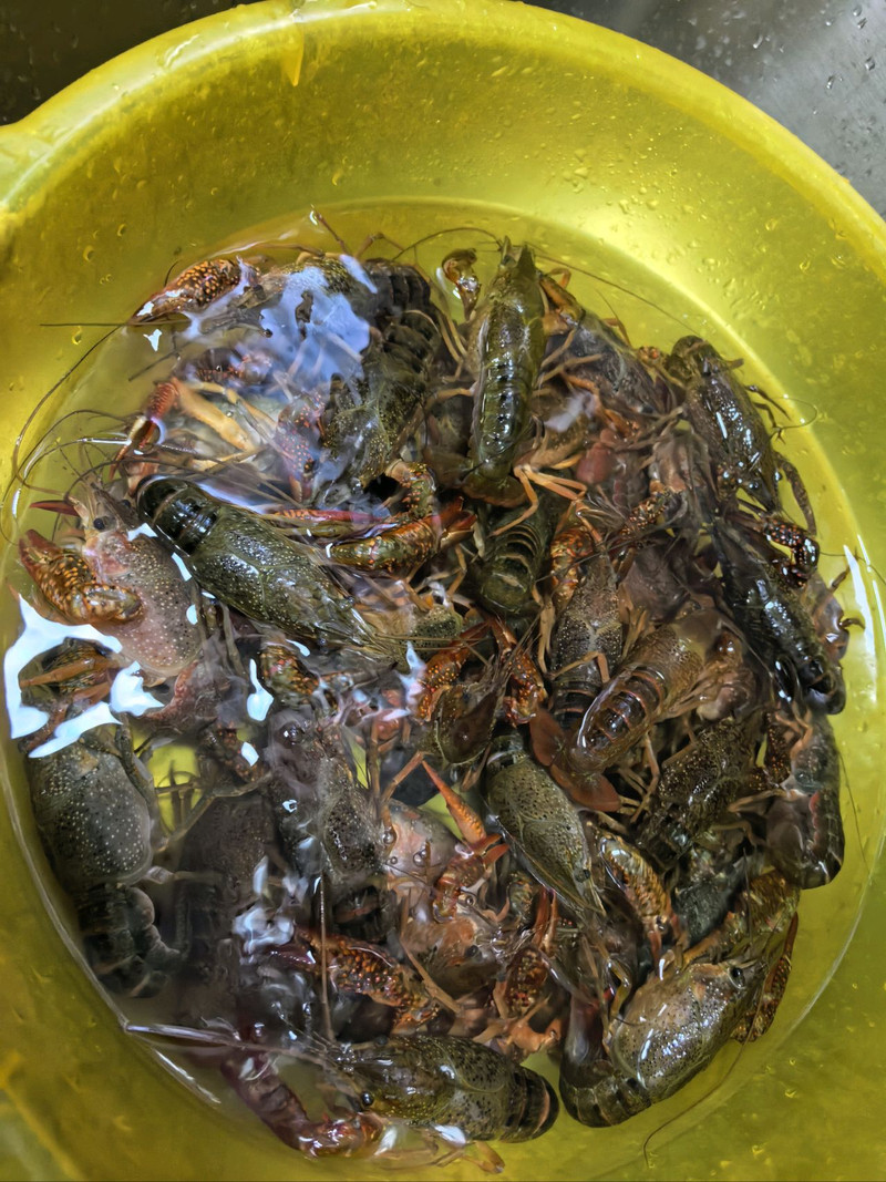 夏日必备，冰镇熟醉小龙虾
