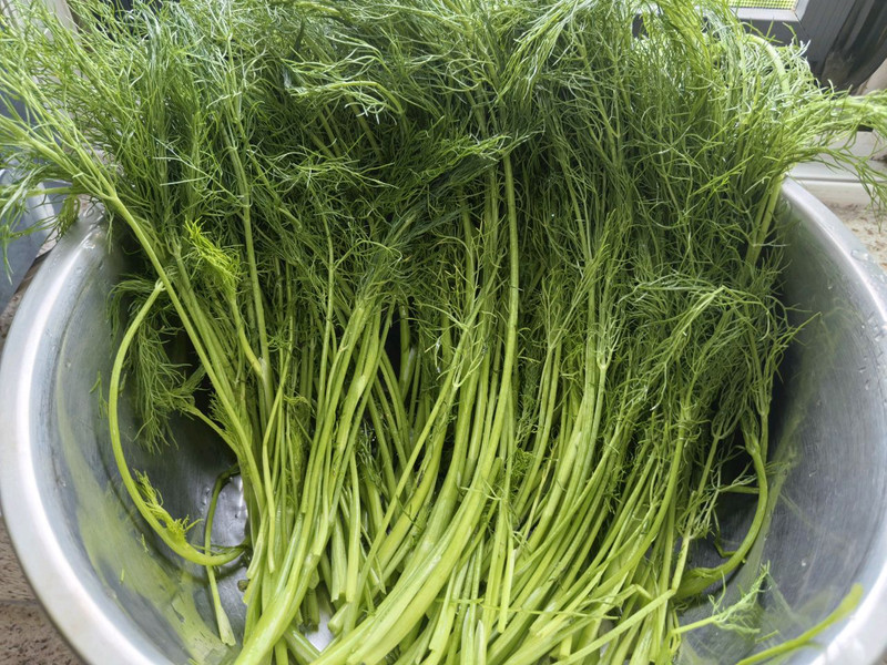 猪肉茴香馅蒸饺