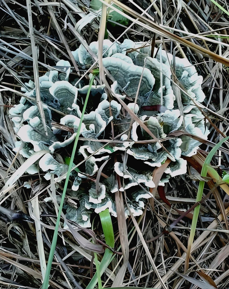 菌中贵族—干巴菌