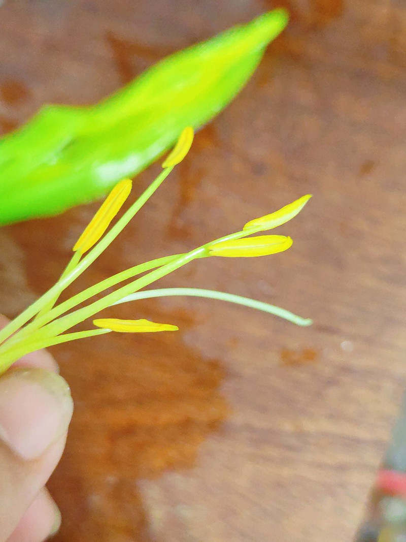 黄花菜炒鸡蛋