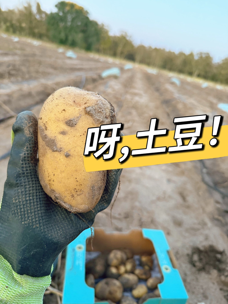 蘑菇鸡肉土豆挞 蘑菇鸡肉土豆挞